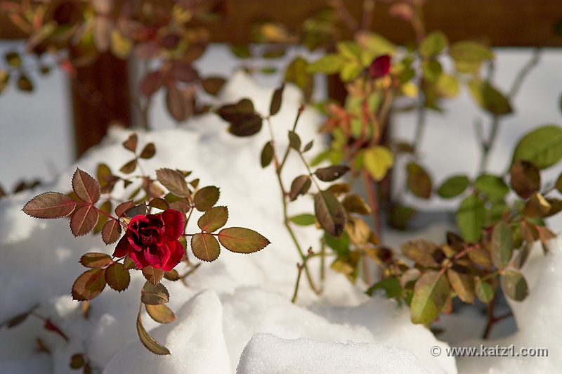 Winter Rose 3